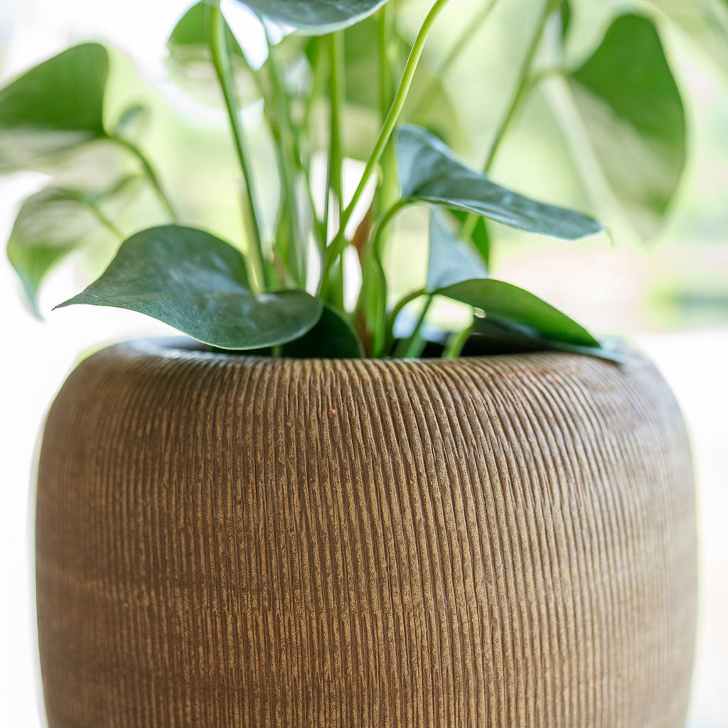 Roxan Pot Camel Close Up Texture