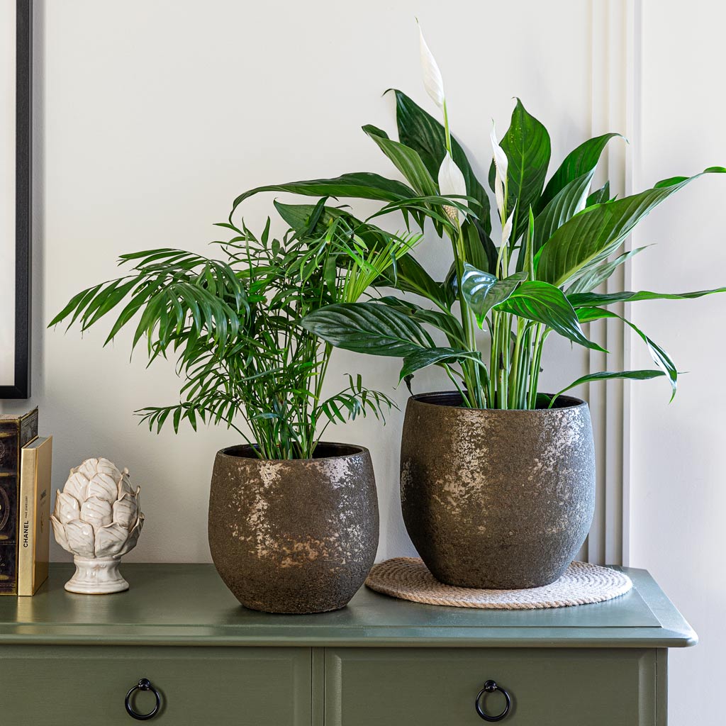 Rustic Plant Pot Moss Green With Peace Lily & Parlour Palm 