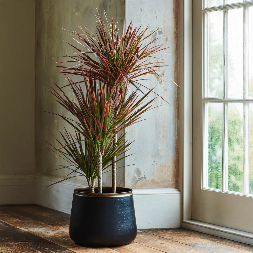 Red Edged Dracaena Marginata In Sahara Plant Pot Slate 