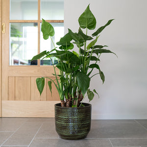Sanna Plant Pot - Moss Green & Indoor Plant