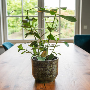 Sanna Plant Pot - Moss Green & Houseplant