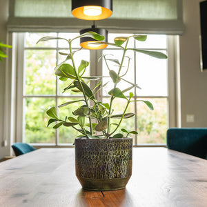 Sanna Plant Pot - Moss Green On Dining Table