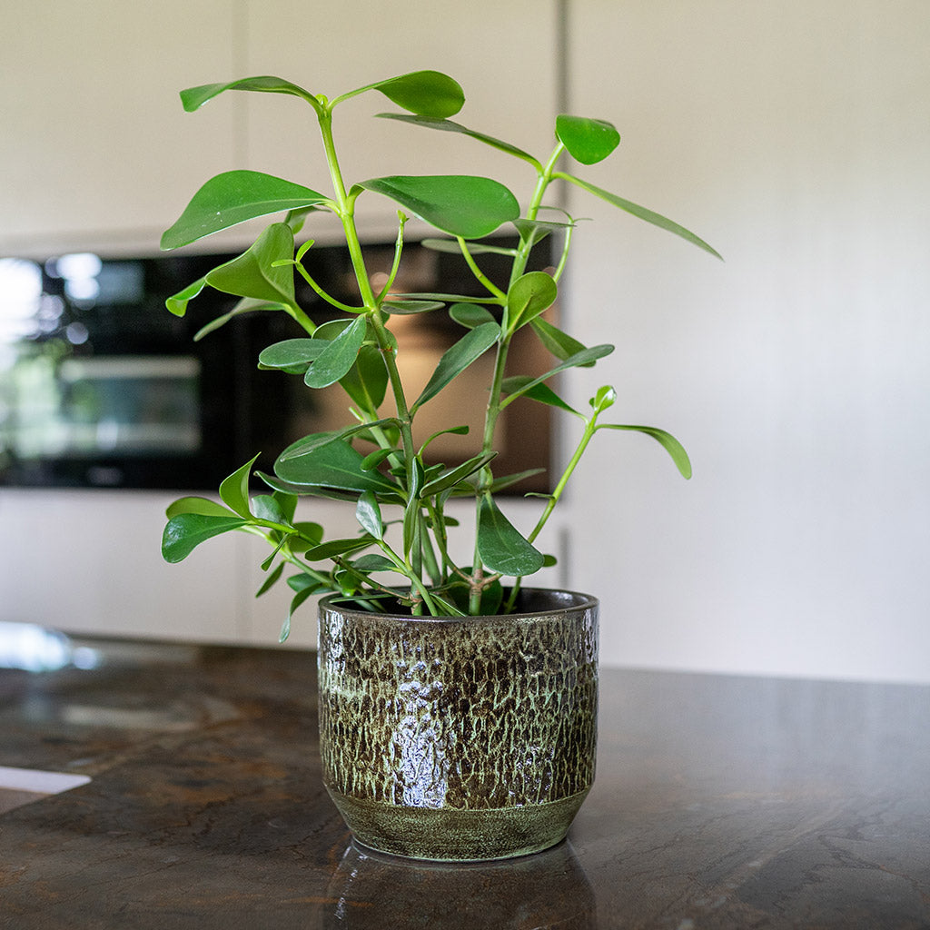 Sanna Plant Pot - Moss Green On Kitchen Table
