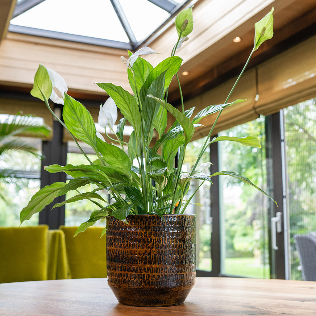 Sanna Plant Pot - Savanna & Peace Lily