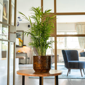 Sanna Plant Pot - Savanna & Palm In Living Area