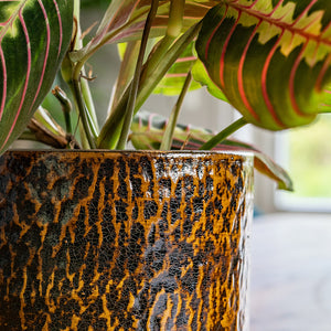 Sanna Plant Pot - Savanna & Maranta Close Up
