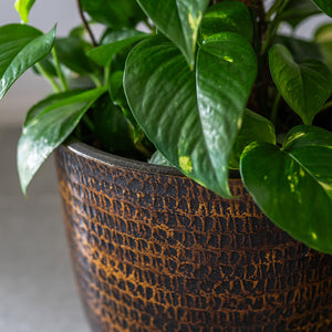 Sanna Plant Pot - Savanna & Golden Pothos