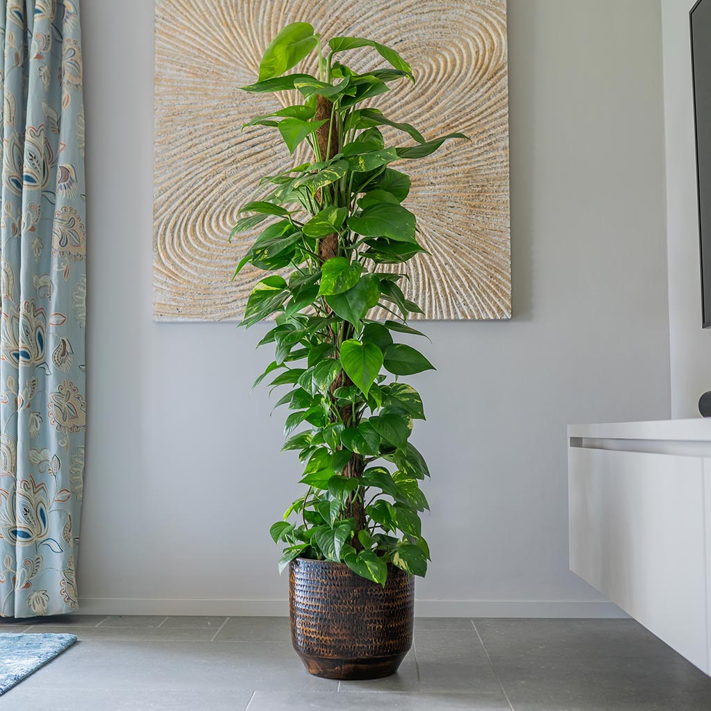 Sanna Plant Pot - Savanna & Golden Pothos On Moss Pole