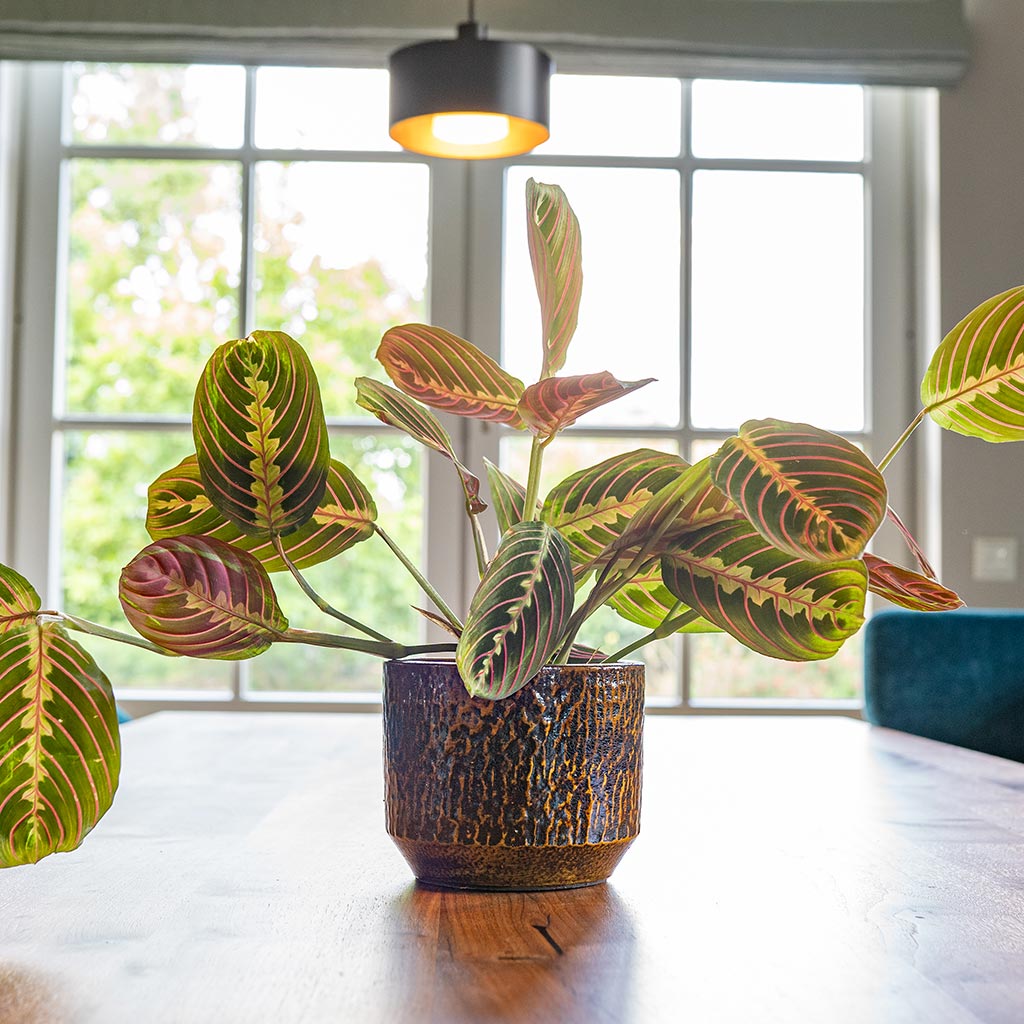 Sanna Plant Pot - Savanna & Maranta On Dining Table