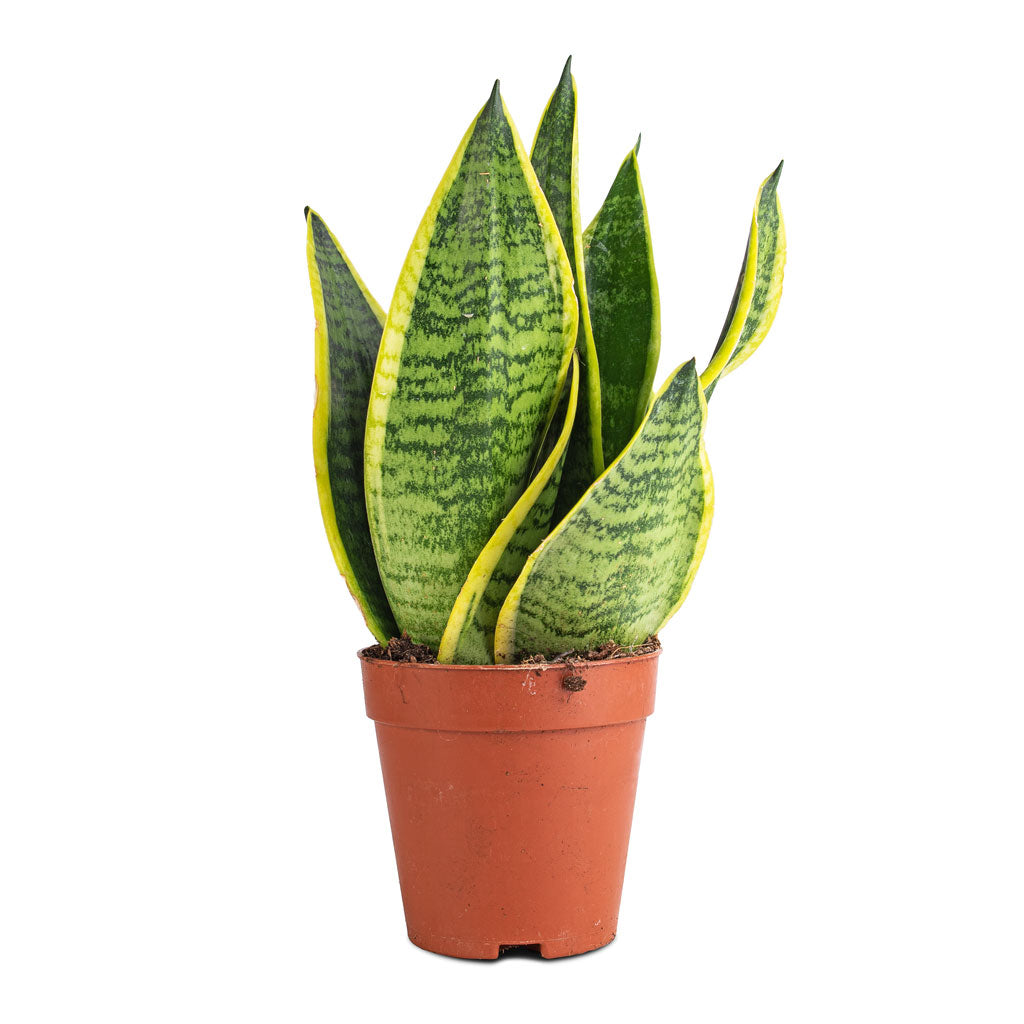 sansevieria superba height Sansevieria trifasciata Futura Superba - Snake Plants | Hortology