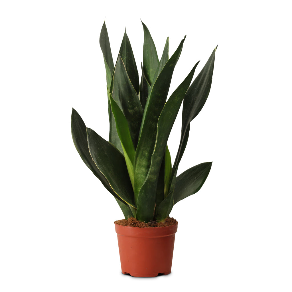 Sansevieria Black Diamond 12x40cm