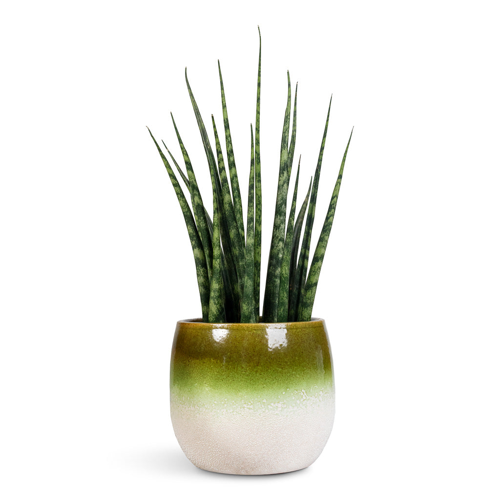 Sansevieria Fernwood Mikado & Fem Plant Pot Pear Green