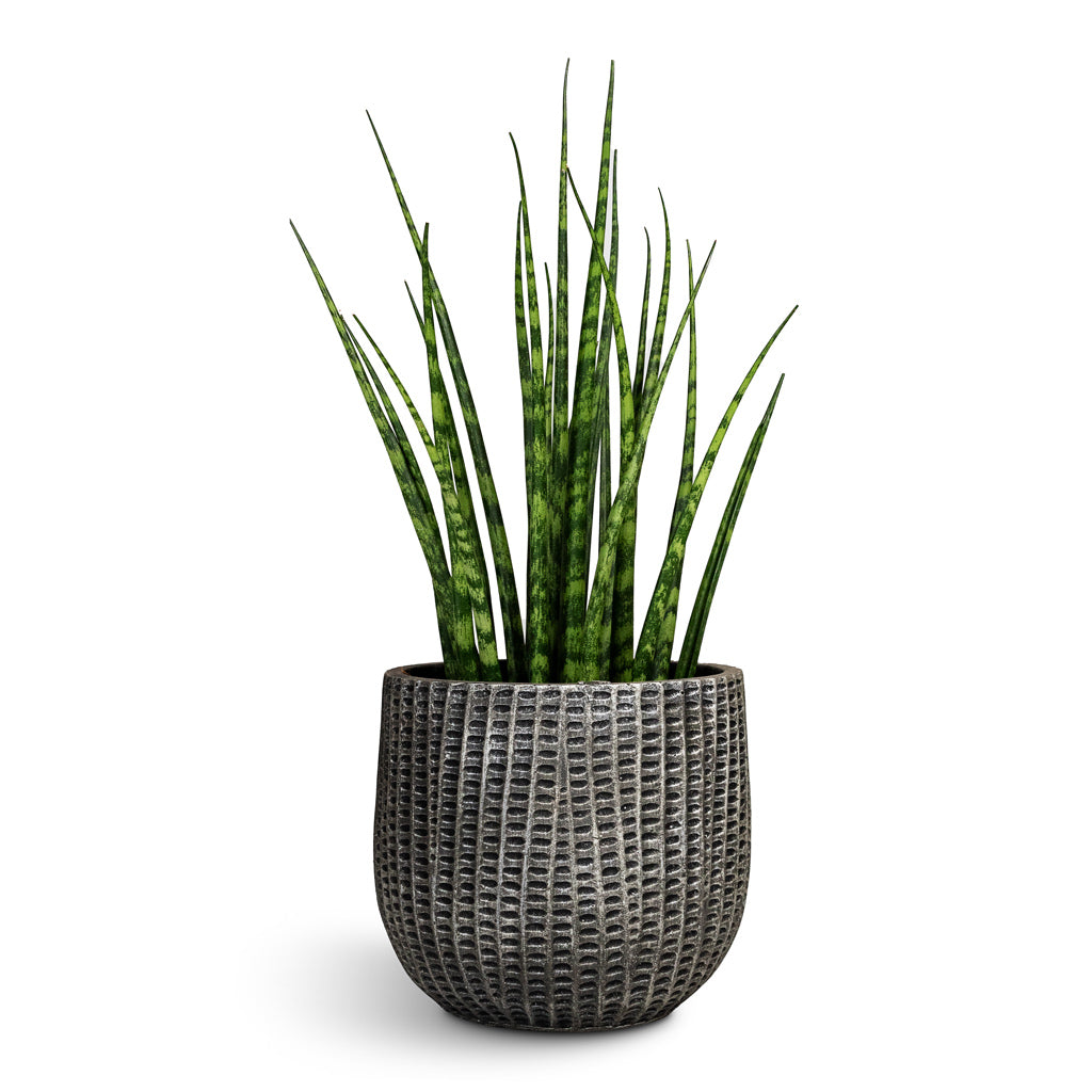 Sansevieria Fernwood Mikado Snake Plant - 12x40cm In Feico Plant Pot Metal Black - 15x13cm