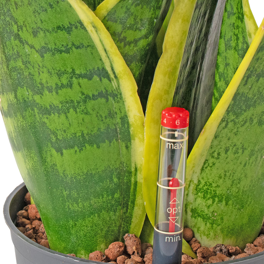 futura superba snake plant height Sansevieria Futura Superba - Easy Care Hydro Plants | Hortology