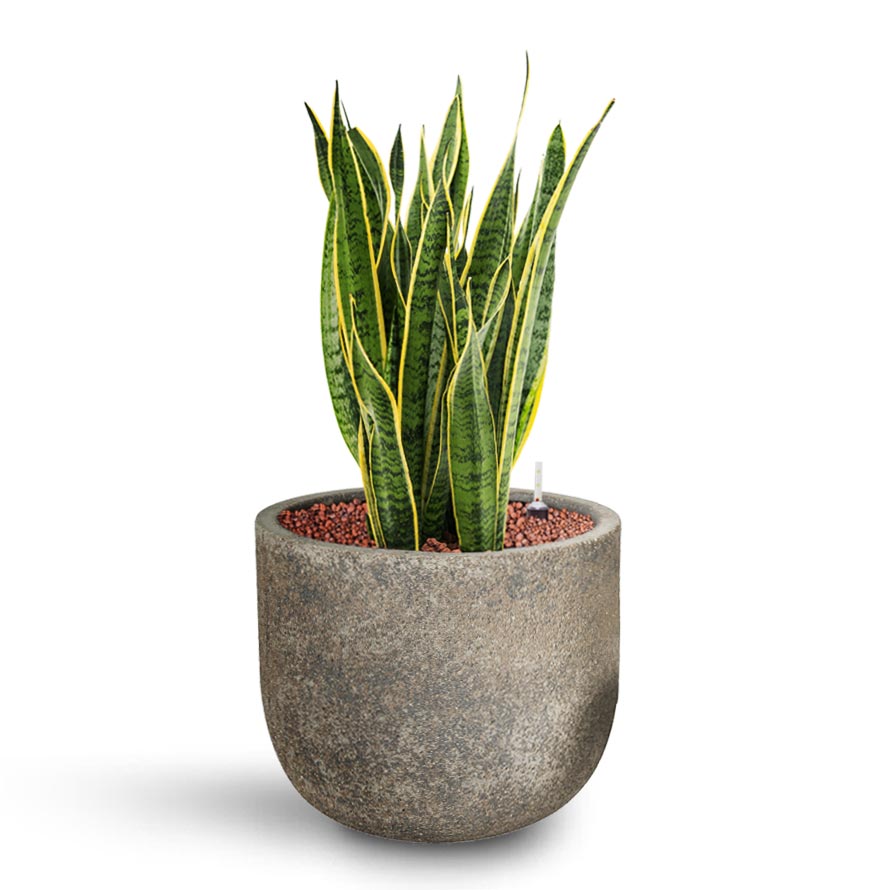 Sansevieria Laurentii - HydroCare & Cement & Stone Cody Plant Pot - Granite Grey