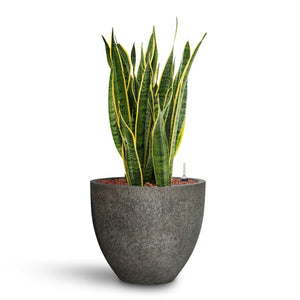 Sansevieria Laurentii - HydroCare & Cement & Stone Jesslyn Plant Pot - Granite Grey