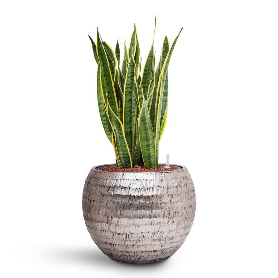 Sansevieria Laurentii - HydroCare & Opus Hammered Globe Planter - Silver