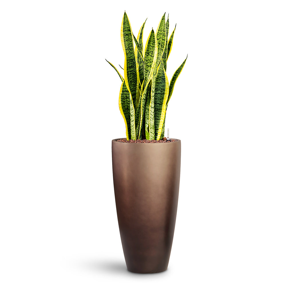 Sansevieria Laurentii Hydro 22/19x65cm house plant in Gradient Partner Planter Matt Coffee 40x75cm