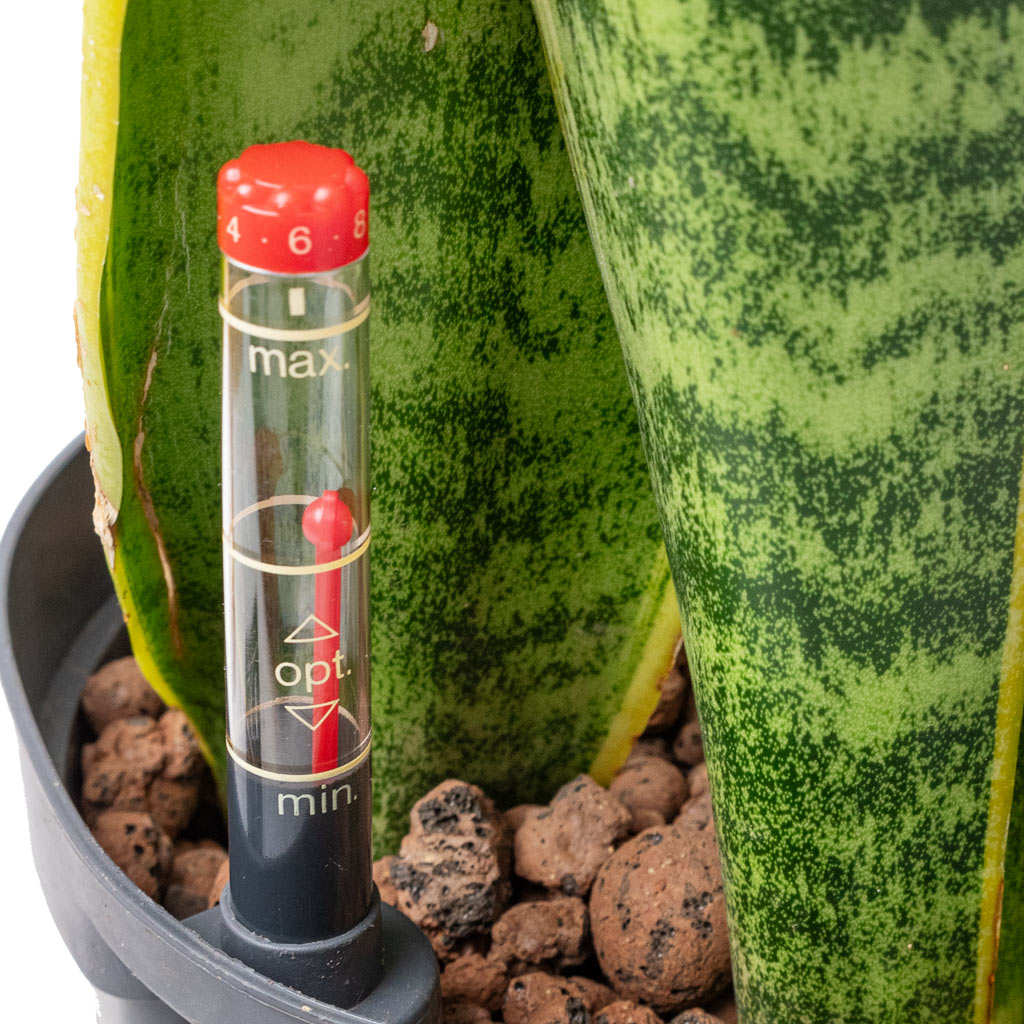 snake plant water meter Sansevieria Laurentii Hydroculture Plants - Easy Care | Hortology