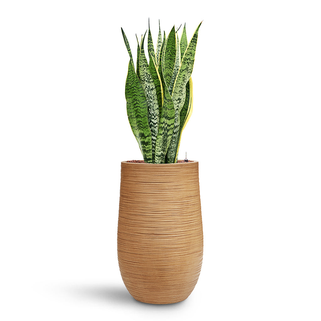 Sansevieria Laurentii HydroCare in Dune Partner - Almond - 35 x 110cm