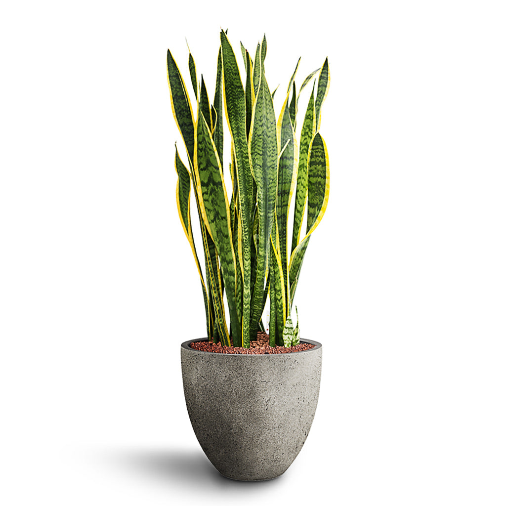 Sansevieria Laurentii HydroCare in Grigio Egg Pot - Natural Concrete