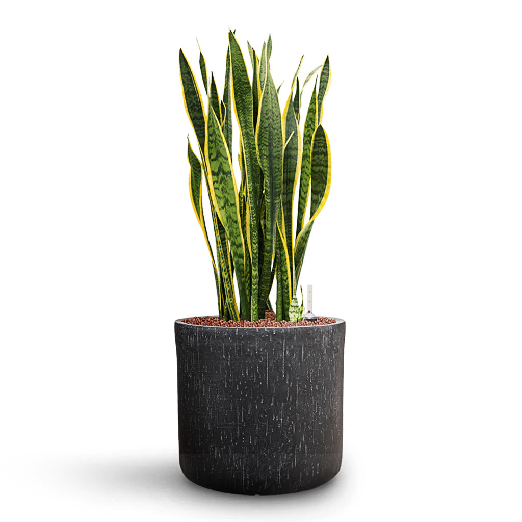 Sansevieria Laurentii HydroCare in Raindrop Round - Anthracite - 34 x 84cm