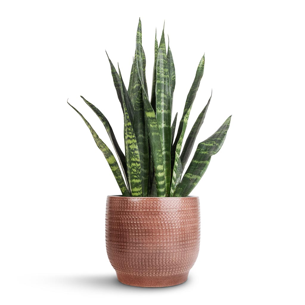 Sansevieria trifasciata Black Coral - Snake Plant &amp; Lykke Plant Pot - Chestnut Blush