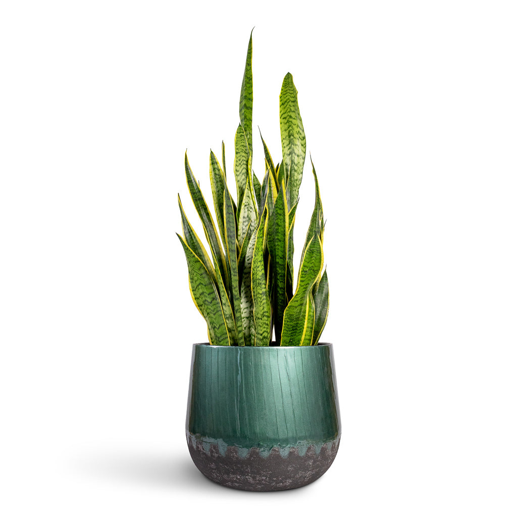 Sansevieria Trifasciata Laurentii Variegated Snake Plant - 27x80cm In Ninthe Metal Plant Pot Metallic Petrol - 36x31cm