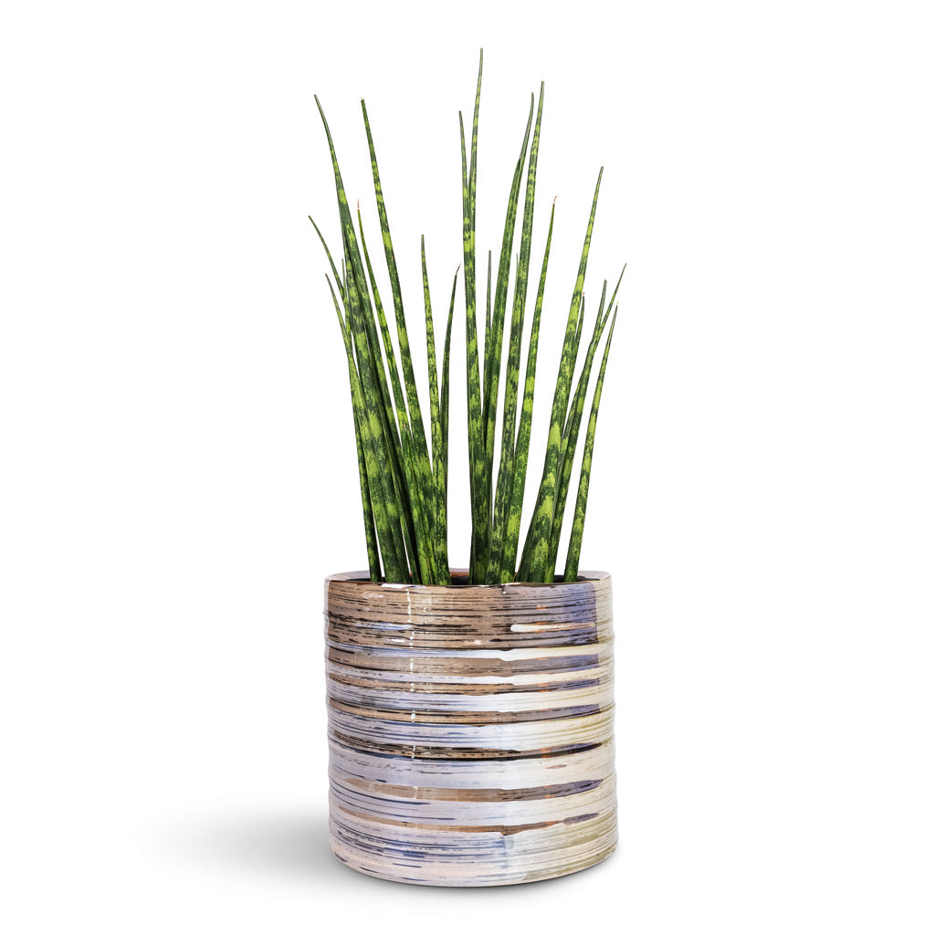 Sansevieria bacularis Mikado Snake Plant 12x40cm In Didi Plant Pot Pearl Blue - 14x13cm