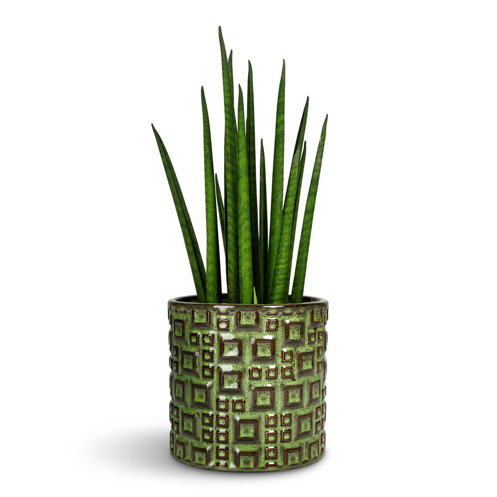 Sansevieria bacularis Mikado Snake Plant - 12x40cm In Fiene Plant Pot Green - 14x14cm