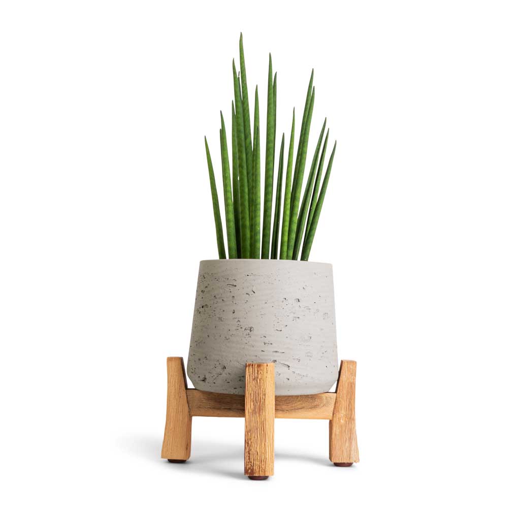 Sansevieria bacularis Mikado - Snake Plant &amp; Plant Pot - Low Stand - Grey Washed