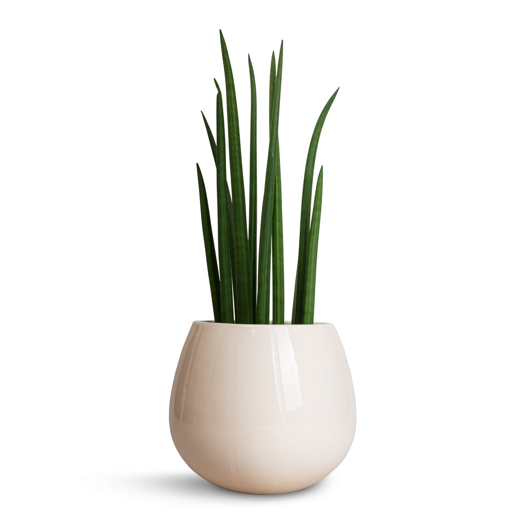 Sansevieria cylindrica Spikes - Cylindrical Snake Plant & Nova Plant Pot - Cream