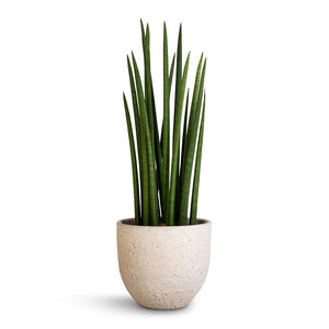 Sansevieria cylindrica Spikes - Cylindrical Snake Plant & Cas Plant Pot - Cool Grey