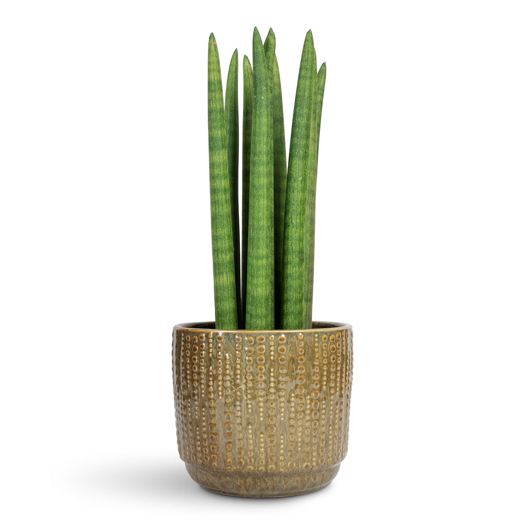 Sansevieria cylindrica Spikes Cylindrical Snake Plant - 17x60cm In Cille Plant Pot Forest - 17x15cm