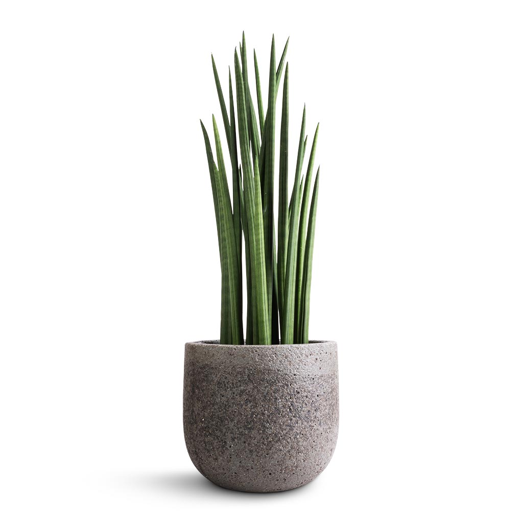 Sansevieria cylindrica Spikes - Cylindrical Snake Plant & Cody Cement & Stone Plant Pot - Granite Grey
