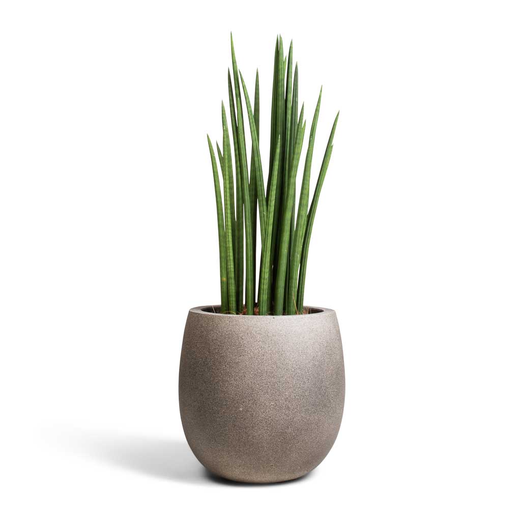 sansevieria cylindrica spikes Sansevieria cylindrica Spikes - Cylindrical Snake Plant | Hortology