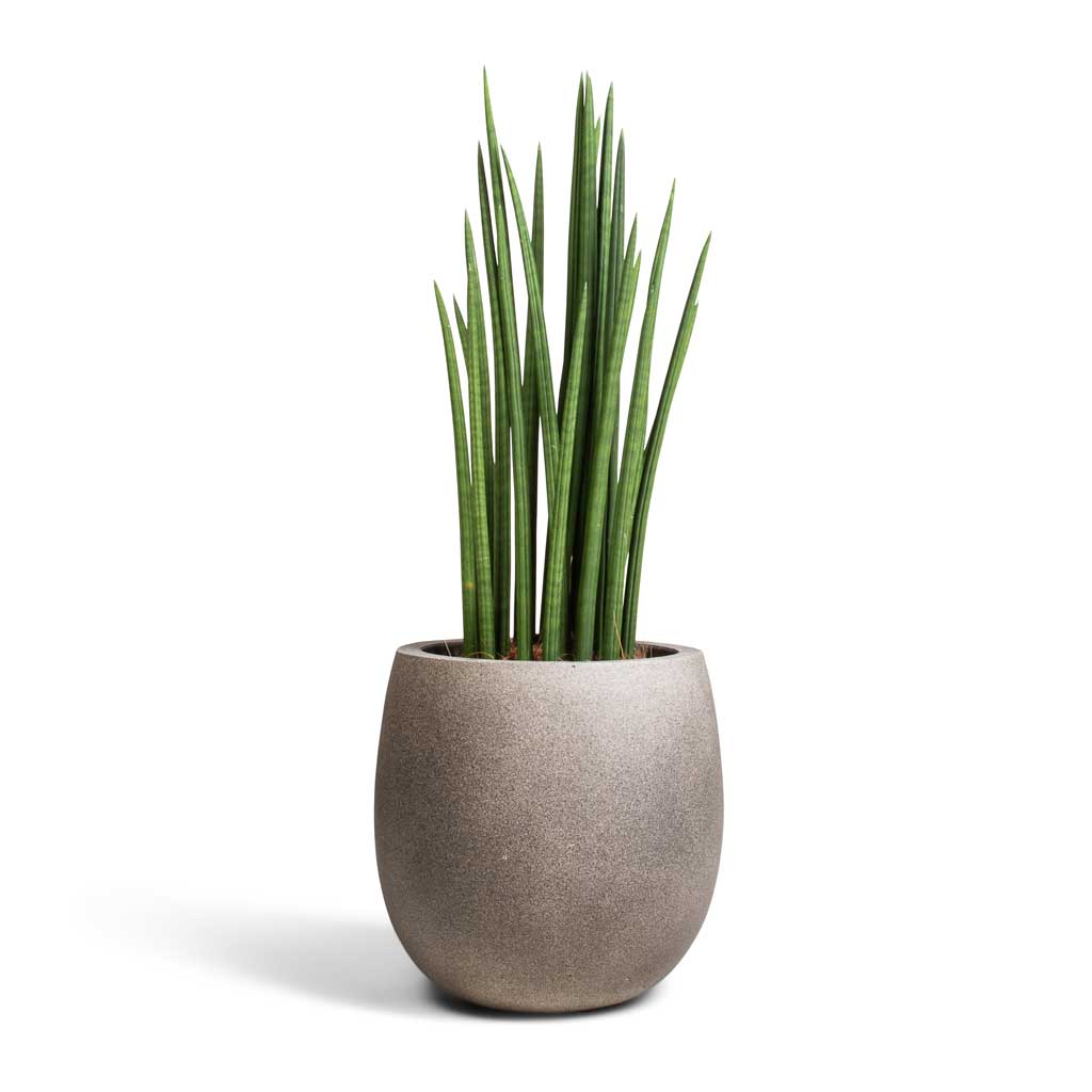 Sansevieria cylindrica Spikes - Cylindrical Snake Plant & Grigio Balloon Plant Pot - Natural Concrete