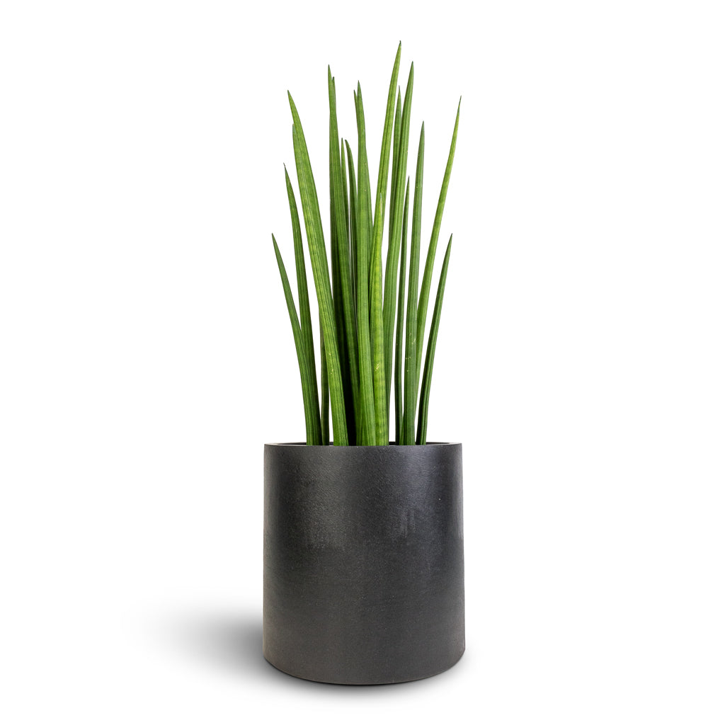 Sansevieria cylindrica Spikes - Cylindrical Snake Plant & Puk Natural Planter - Matt Black