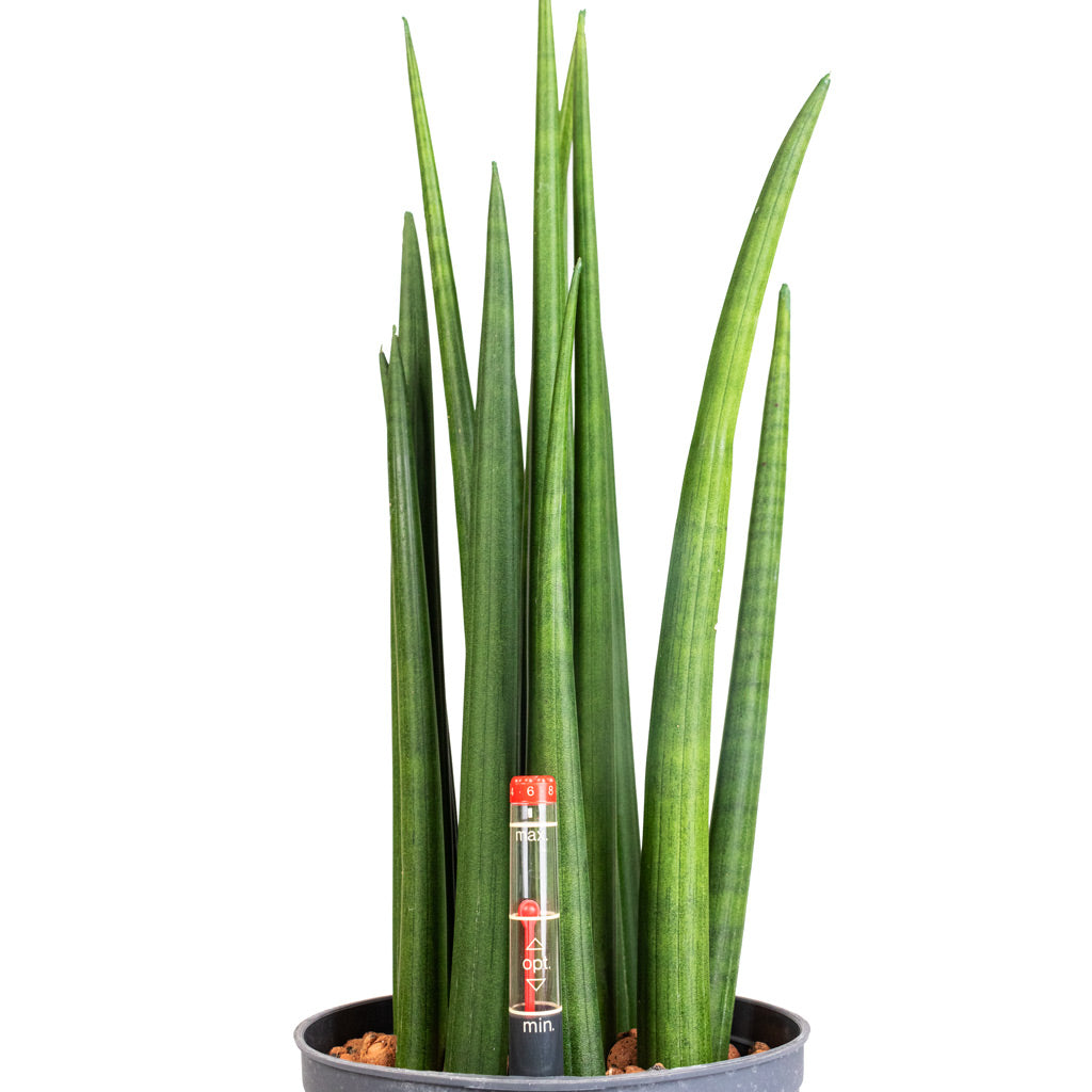 spike plant indoor care Sansevieria cylindrica Spikes Hydro Plants - Easy Care | Hortology
