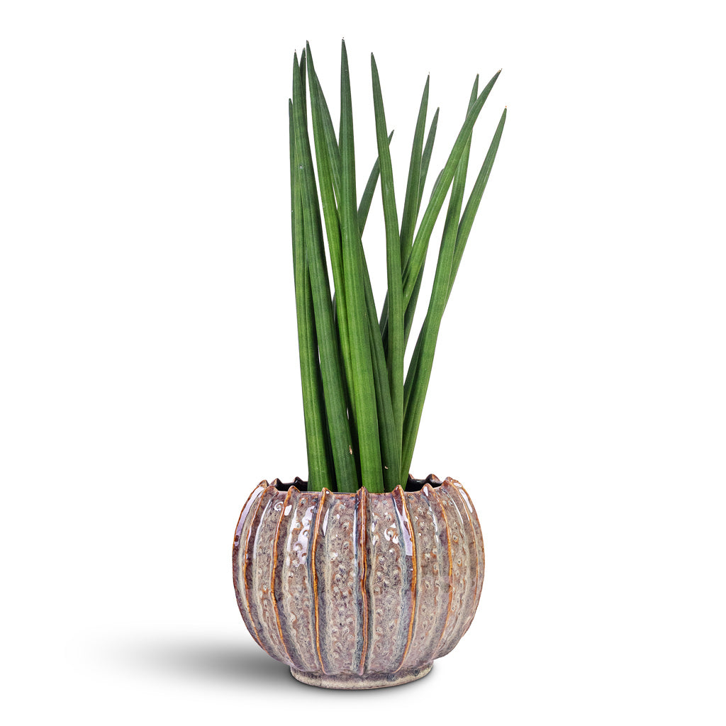Sansevieria cylindrica Straight 17x60cm House Plant In Cassie Pot Mint 23x18cm