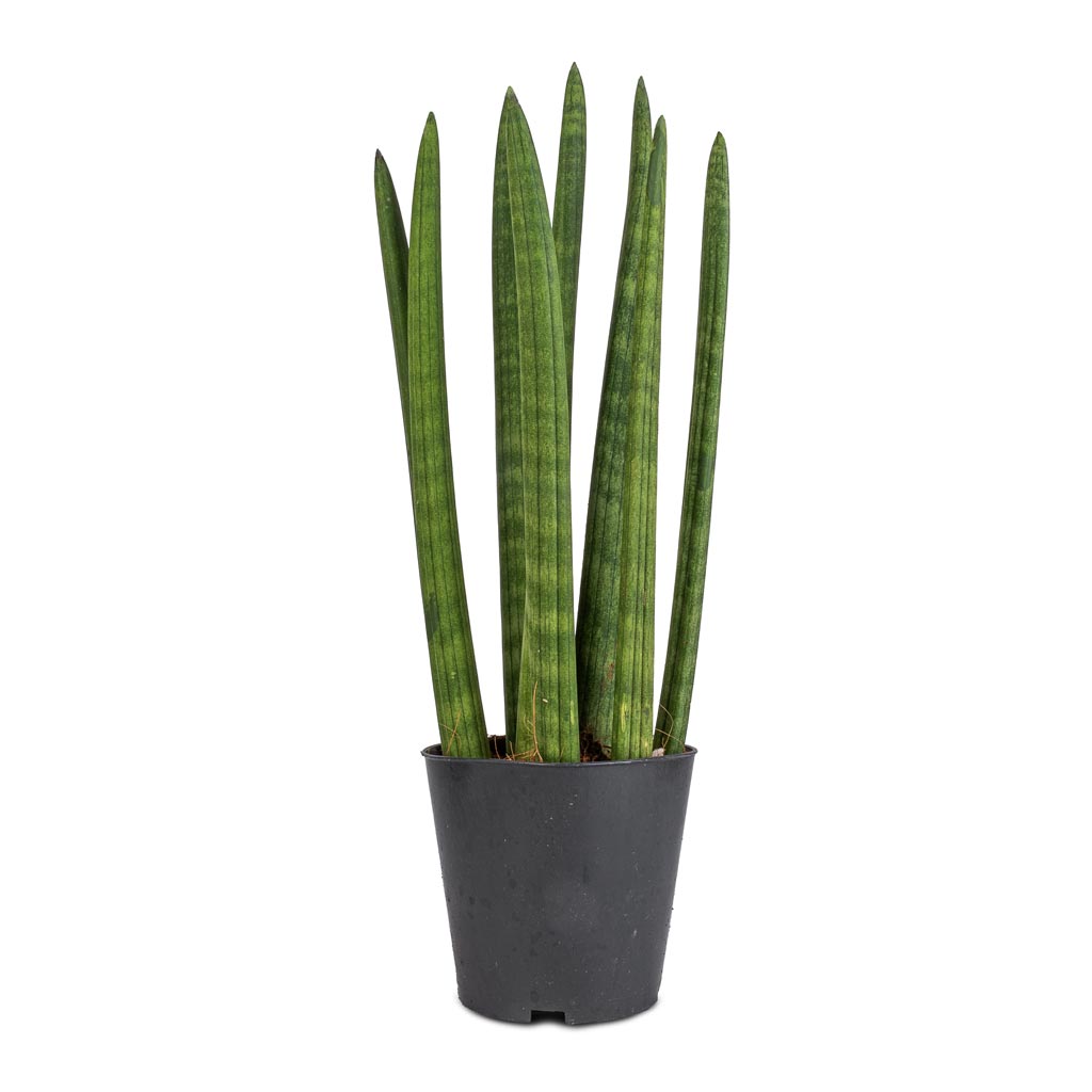 Sansevieria cylindrica Straight - Cylindrical Snake Plant
