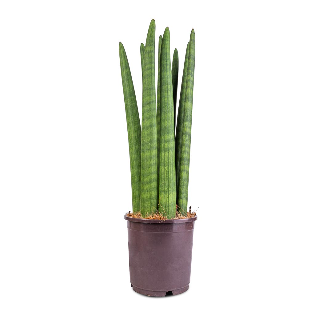 Sansevieria cylindrica Straight - Cylindrical Snake Plant