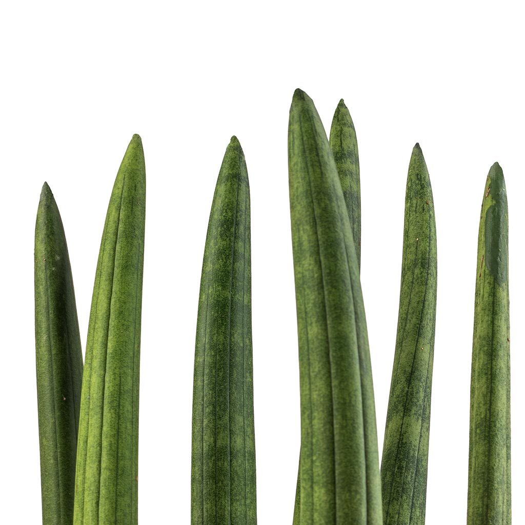 Sansevieria cylindrica Straight - Cylindrical Snake Plant Houseplant & Gerben Plant Pot - Grey Washed