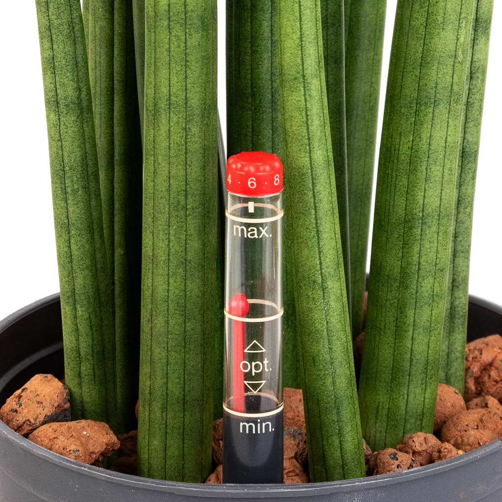 Sansevieria cylindrica Straight Hydroculture Indoor Plant Large