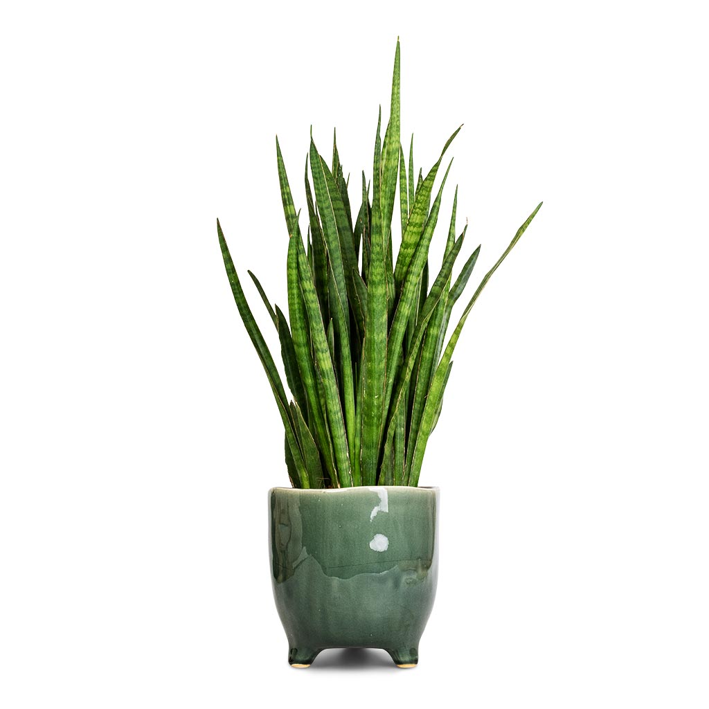 Sansevieria kirkii  - Star Sansevieria &amp; Kaat Plant Pot - Green