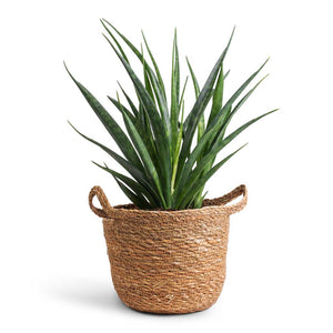 Sansevieria kirkii  - Star Sansevieria & Nelis Plant Basket - Natural