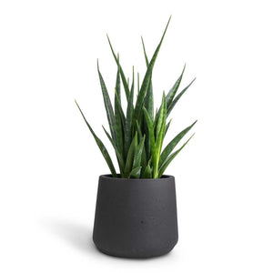 Sansevieria kirkii  - Star Sansevieria & Patt Plant Pot - Black Washed