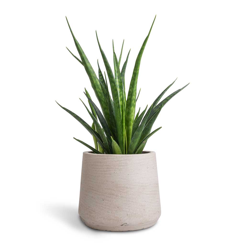 Sansevieria kirkii  - Star Sansevieria & Patt Plant Pot - Grey Washed
