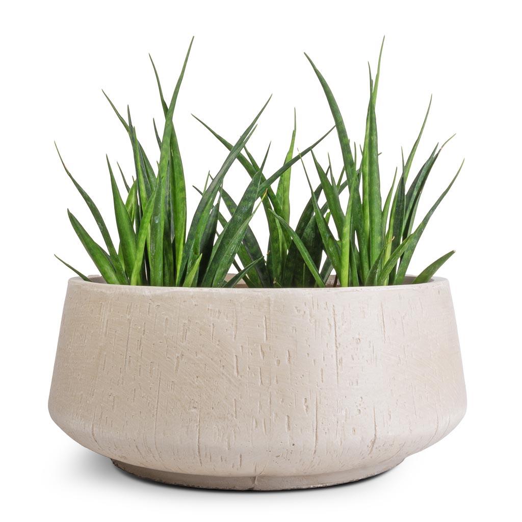Sansevieria kirkii  - Star Sansevieria & Raindrop Bowl Planter - Stone