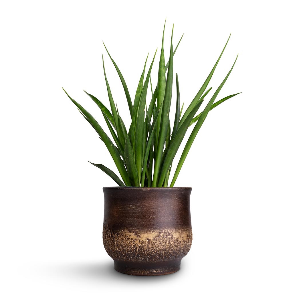 Sansevieria kirkii - Star Sansevieria & Aico Plant Pot - Shiny Brown